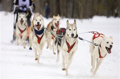 The Arctic Adventure      3N/4D 5000$